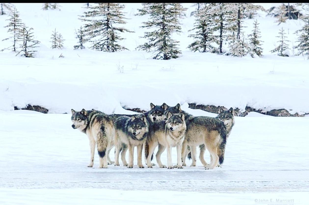Wildhomes Wild Wolf Lodge Courmayeur Kültér fotó